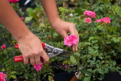 comment tailler les rosiers guide