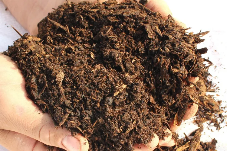 compost matière organique pour végétation
