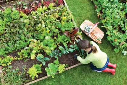 créer un jardin potager