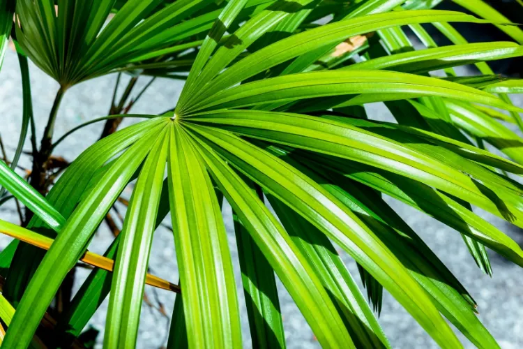 dame palme plante anti-allergique