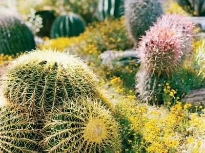désert cactus extérieur entretient