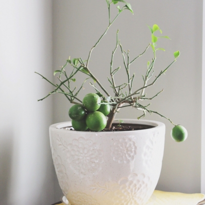 planter citron dans une tasse