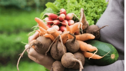 faire son potager légumes préférés