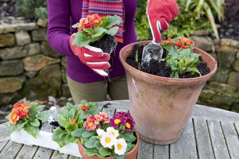 fleurs de jardin à planter en avril