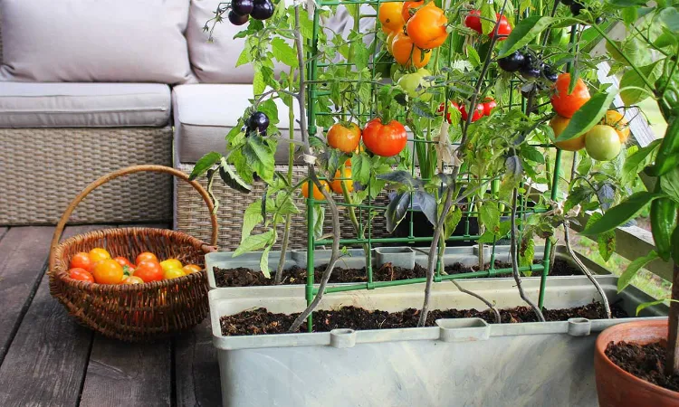 jardin tomates balcon aménagé