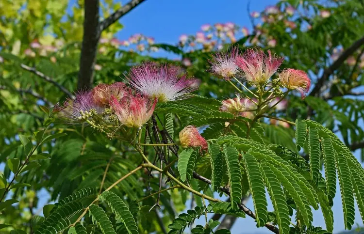mimosa rouge planter arbre