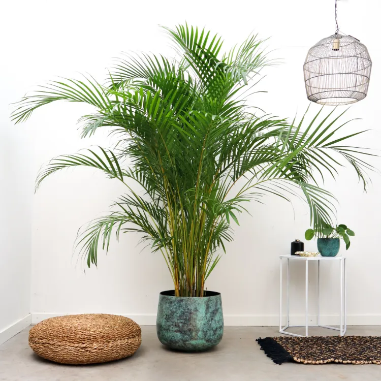 palmier areca sans allergènes