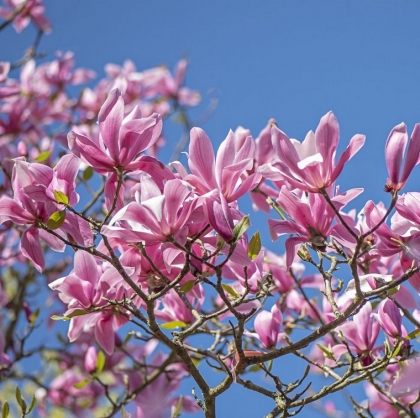 plante contre les allergies au pollen