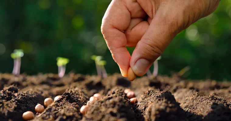 semis à planter au mois d'avril