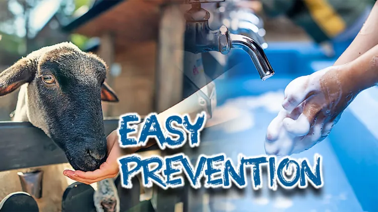 prévention facile bactérie e coli lavage mains