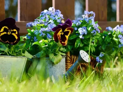 Jardinière d’été originale
