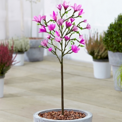 arbre magnolia en pot