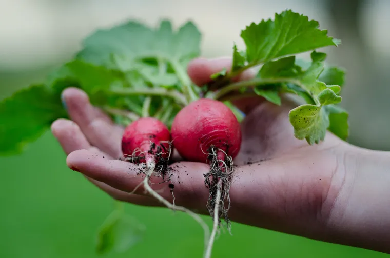 bienfaits du jardinage pour la santé