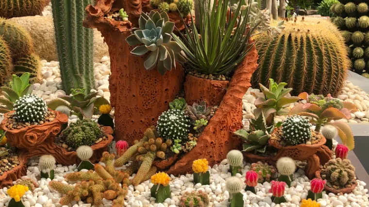 cactus pots différentes couleurs