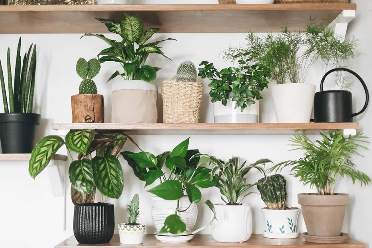 plantes vertes pour décoration intérieure