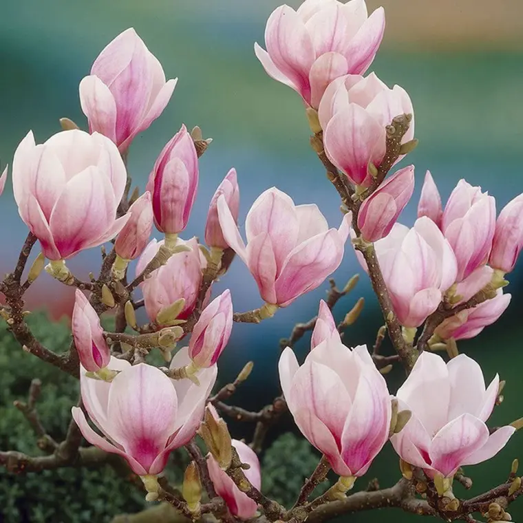 comment faire fleurir un arbre magnolia