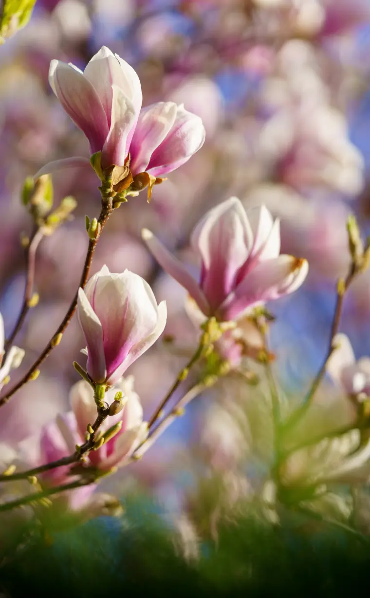 comment prendre soin du magnolia en pot