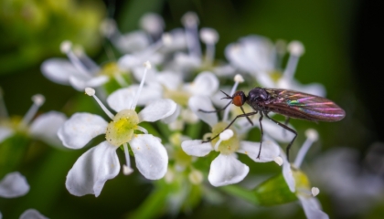 comment se débarrasser des insectes naturellement