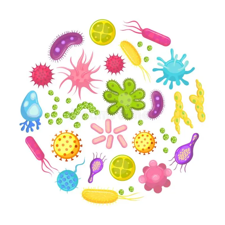 cure de probiotiques bienfaits