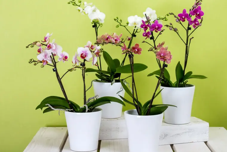engrais naturels pour orchidée fait maison