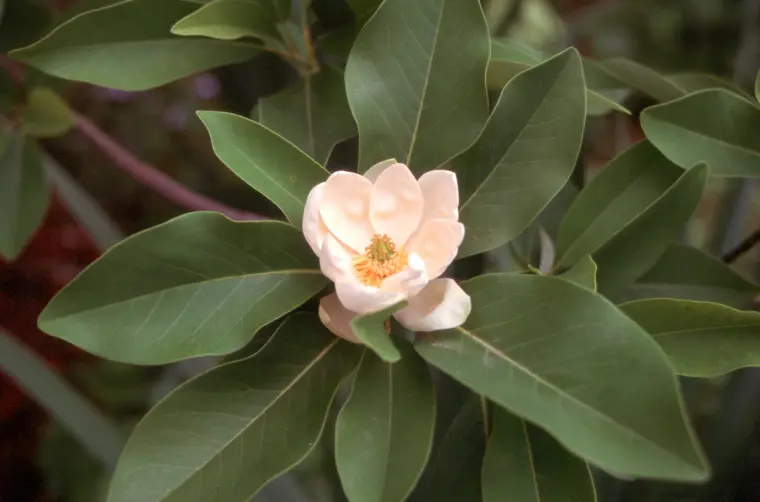 floraison du magnolia intérieur