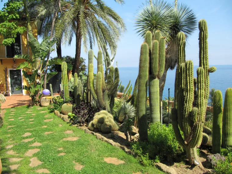 jardin exotique cactus rares