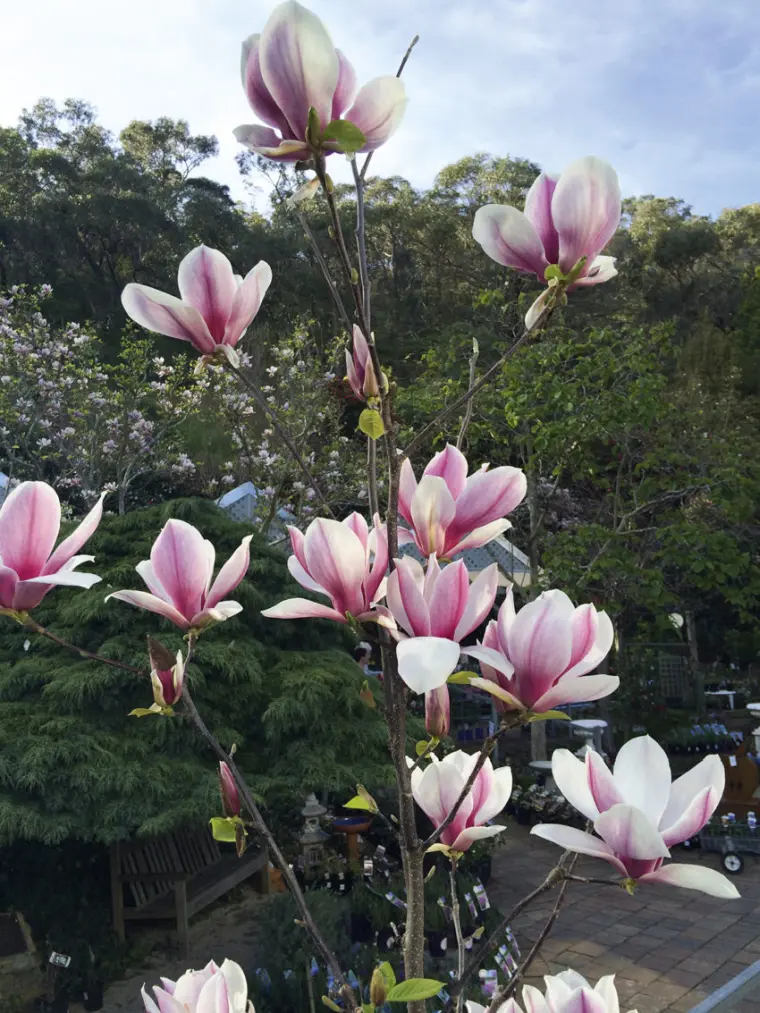 magnolia en pot exterieur soins