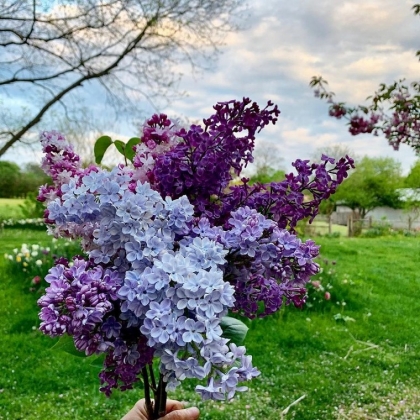 nuances couleur lilas beauté