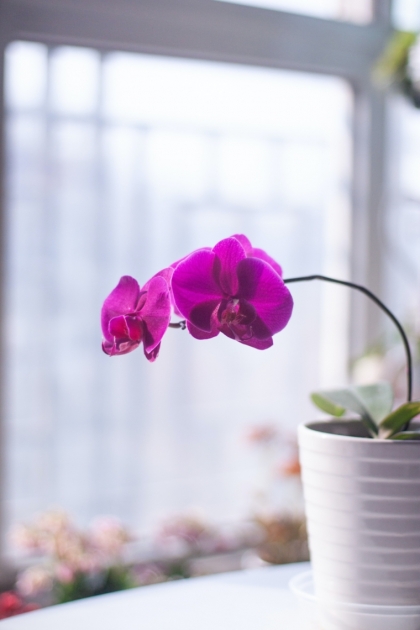 mon orchidée fane que faire
