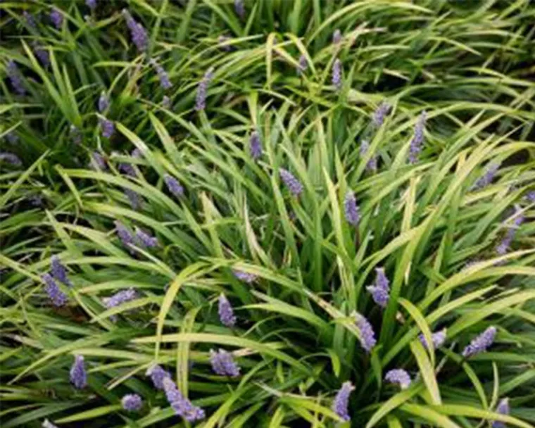 plantes décoratives extérieures graminées ornementales