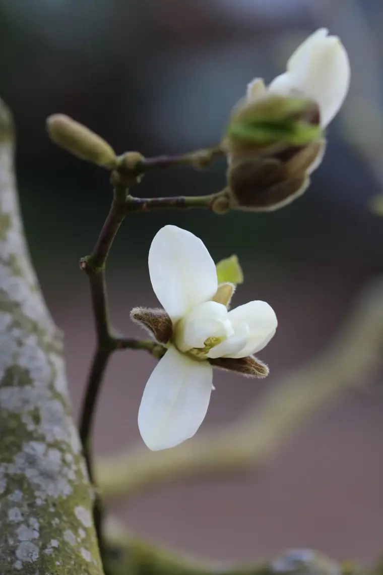prendre soin du magnolia en hiver