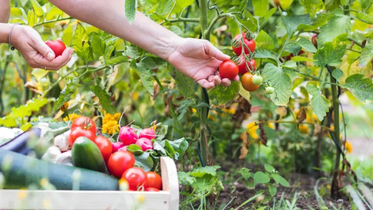 que planter près des tomates au jardin