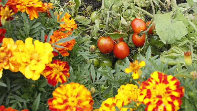 quelles plantes éviter de planter près des tomates