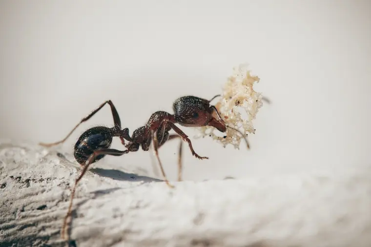 répulsif contre les fourmis avec de la vaseline