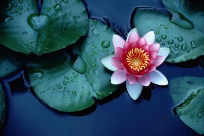 Nénuphar