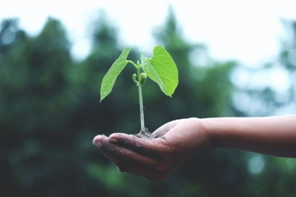 Planter en juin