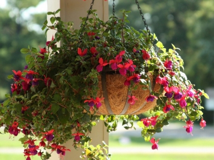 beauté saisonnière pot plante