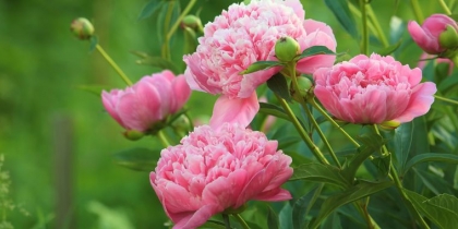 comment arroser les pivoines arbustives