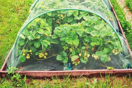 filets pour proteger son carre potager