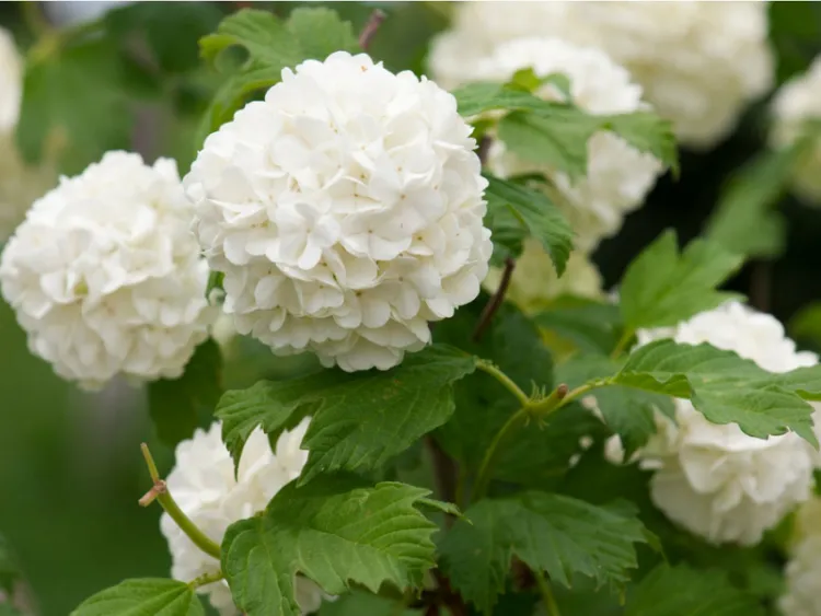 hortensia blanc qui ne change pas de couleur
