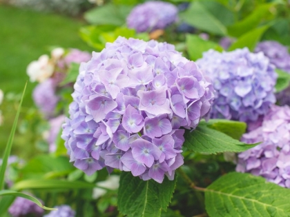 hortensia en pot couleur lilas