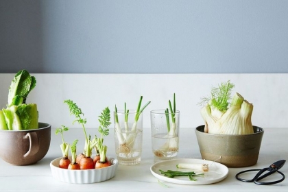 légumes qu'on peut faire repousser à la maison