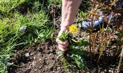 mauvaises herbes jardin envahi