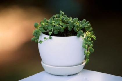 plante perle
