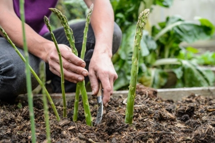planter asperges vertes potager