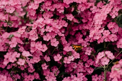plantes grimpantes au jardin déco