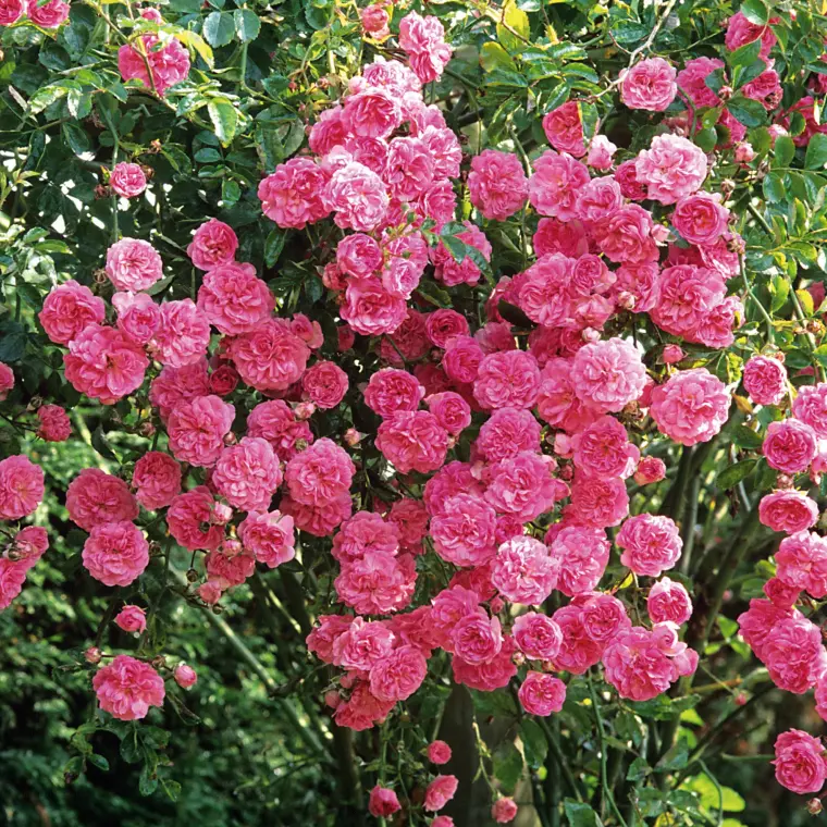 plantes roses magnifique jardin 