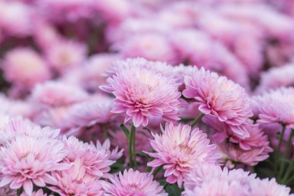 plantes vertes contre les insectes