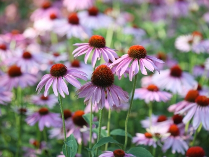 plantes vivaces à longue floraison échinacée