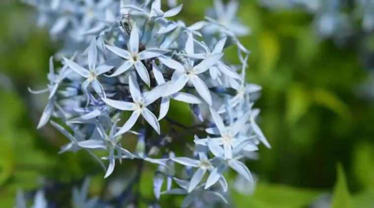plantes vivaces à longue floraison qui fleurissent toute l'année étoile bleue